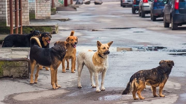Four-year-old boy attacked by three stray dogs